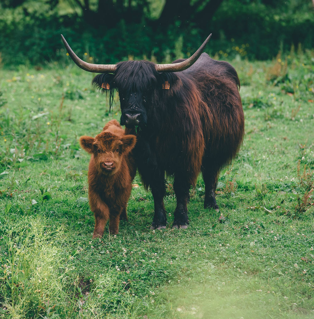 Vaches, Marais Vernier © Max Coquart, Best Jobers