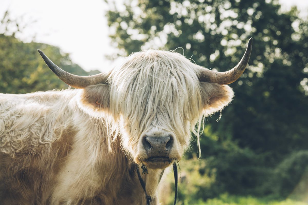 Highland Cattle dans le Marais Vernier ©Max Coquard, Bestjobers - Eure Tourisme