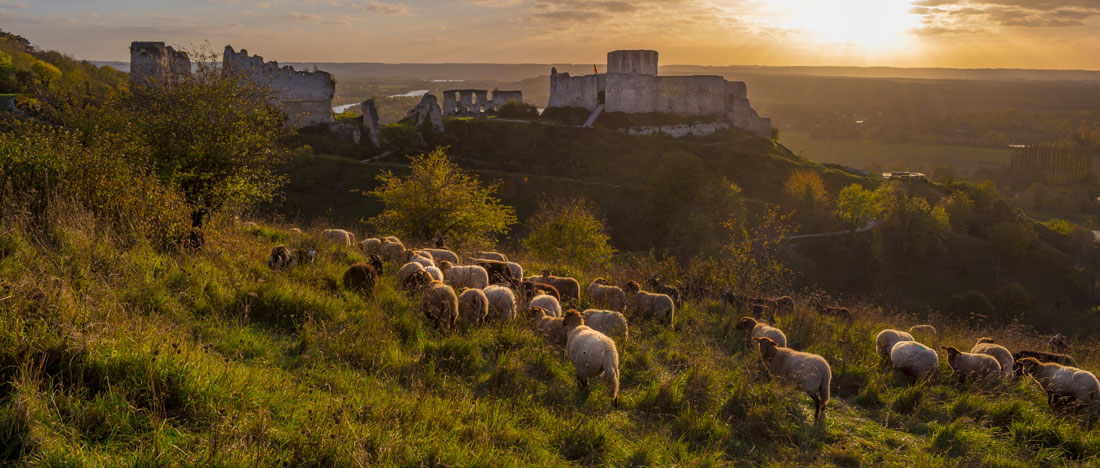 Moutons près du Château Gaillard, Les andelys © Aqua Calipso