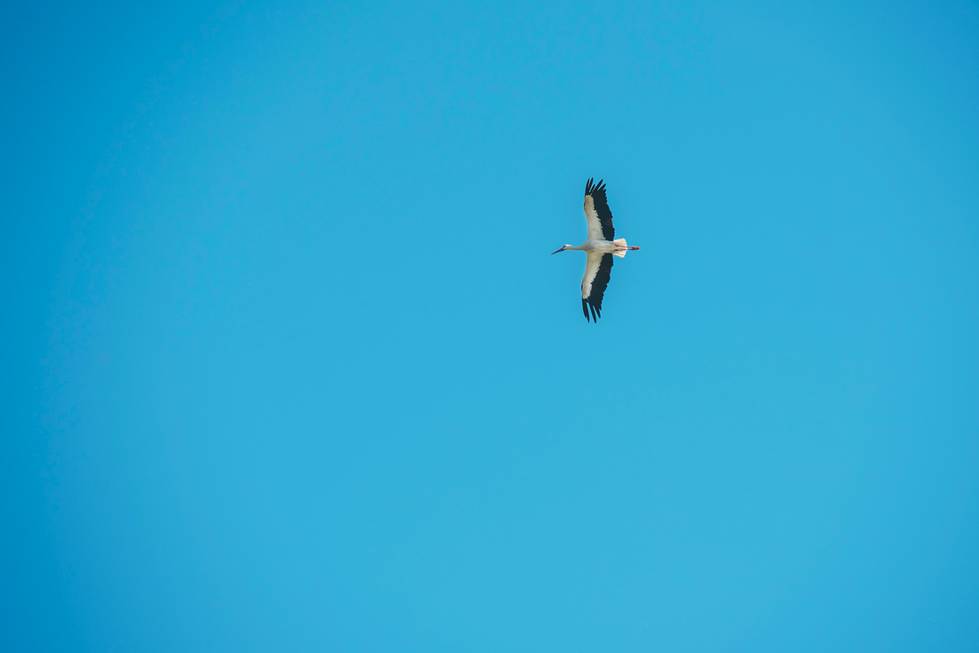 Cigogne, Marais Vernier © Max Coquart, Best Jobers