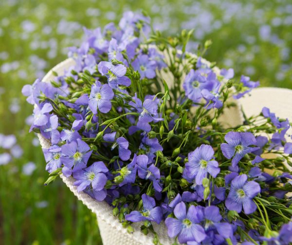 Bouquet de fleurs de lin © AdobeStock, aneduard Le lin sophistiqué : or bleu de la Normandie