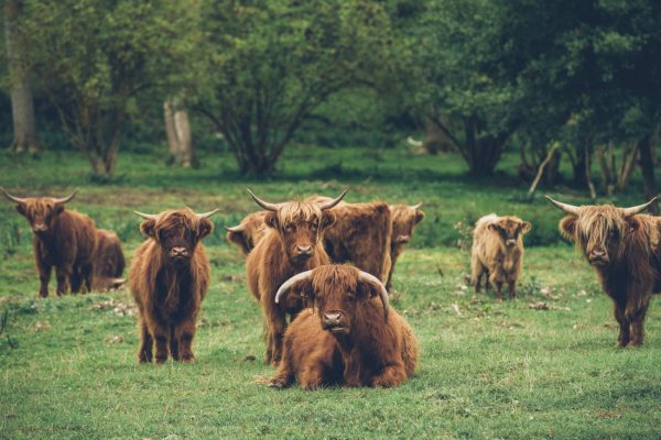 Vaches Highland Cattle - Marais Vernier ©Max Coquard, Bestjobers - Eure Tourisme 4 week-ends coup de cœur en Normandie