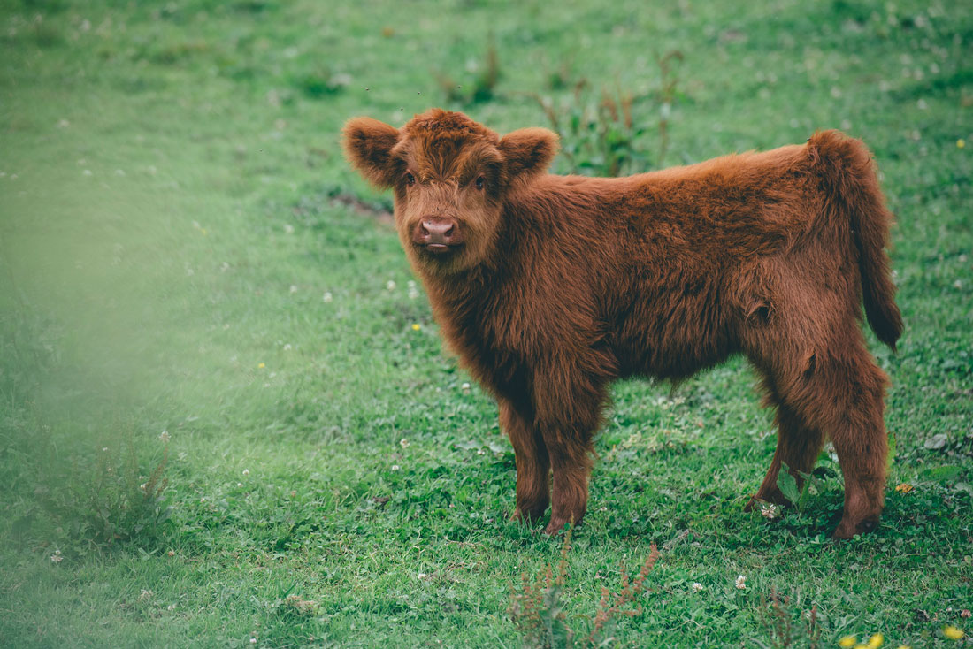 Veau Highland cattle, Marais Vernier © Max Coquart, Best Jobers