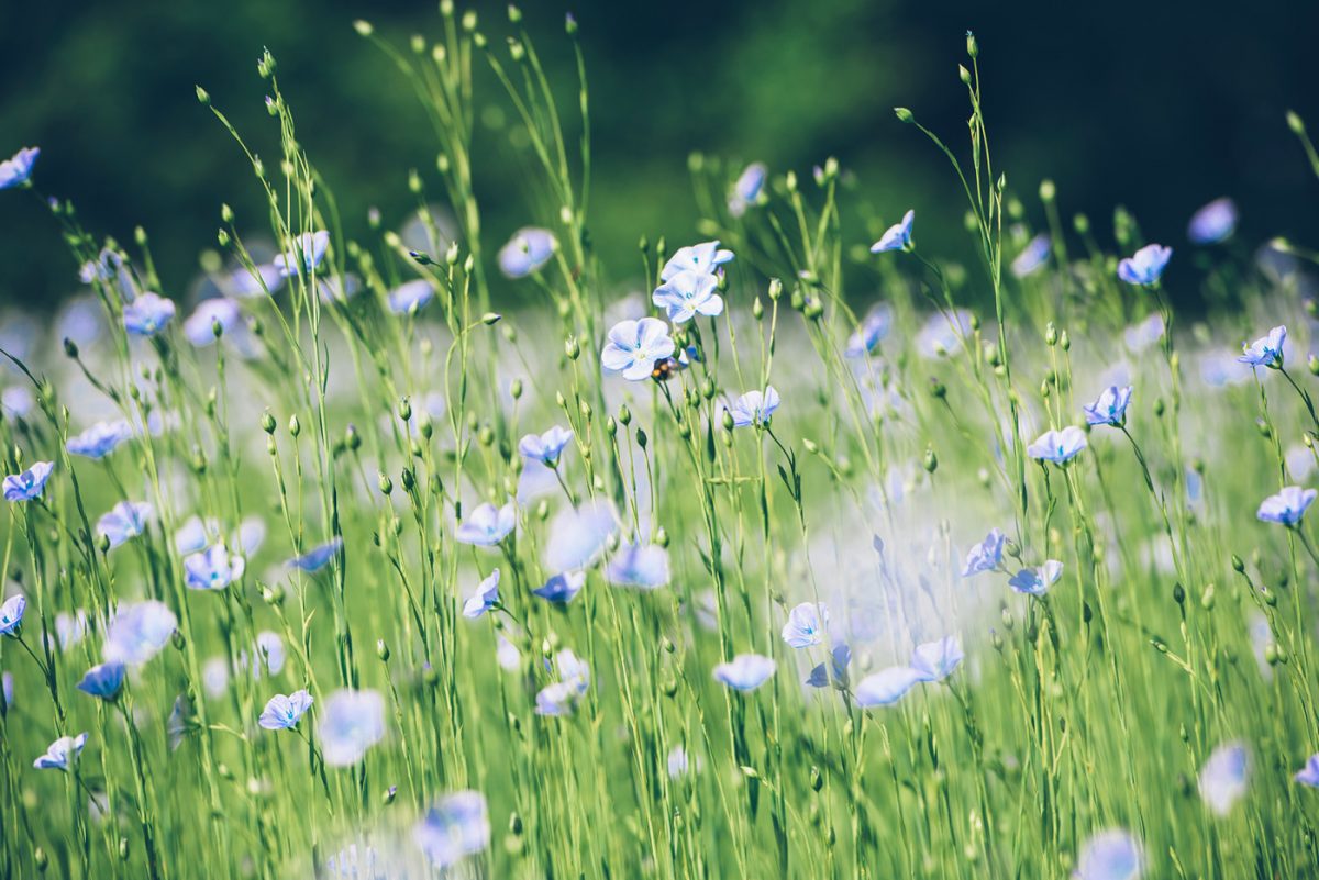 © Max Coquart, Best Jobers