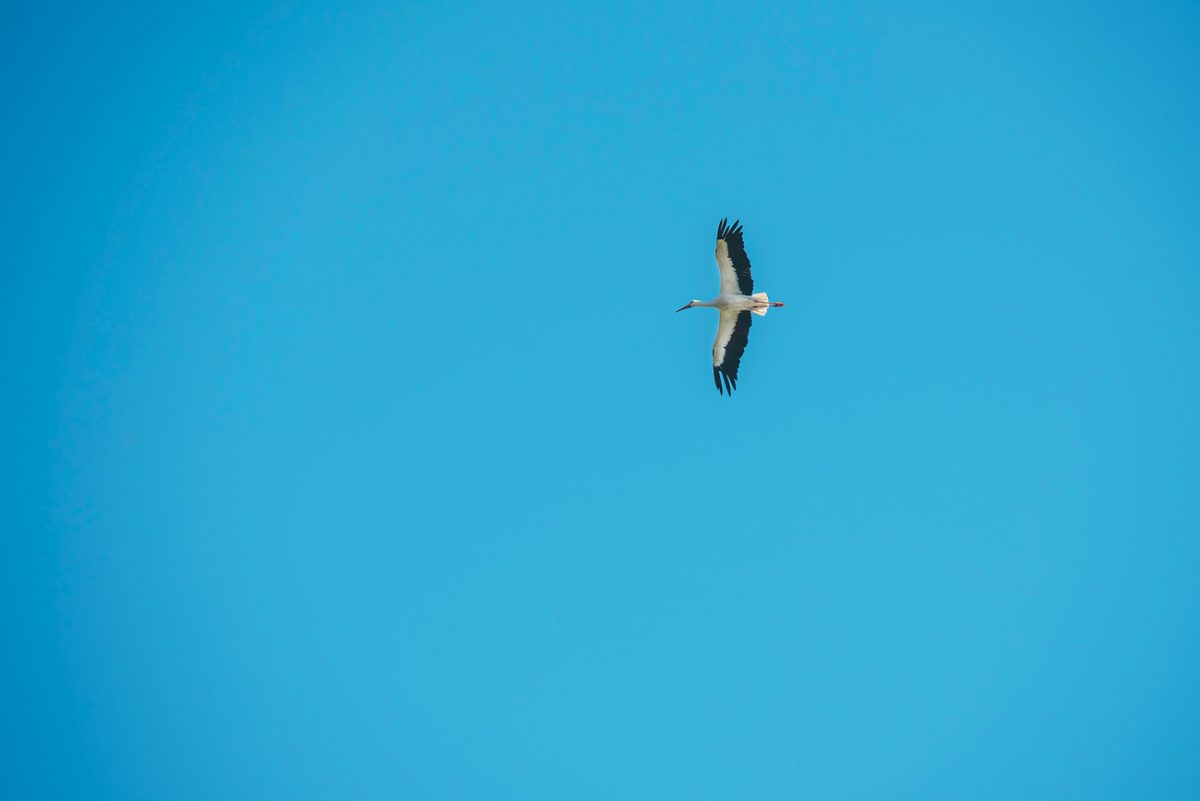 Cigogne, Marais Vernier © Max Coquart, Best Jobers