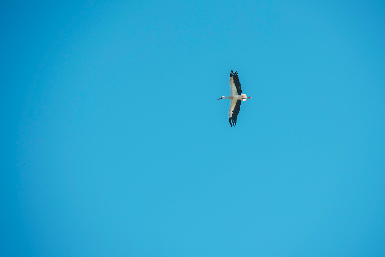 Cigogne, Marais Vernier © Max Coquart, Best Jobers