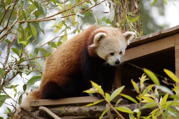Une journée à Biotropica avec les animaux du zoo