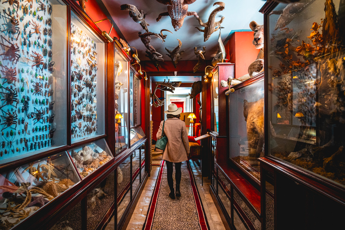 galerie animaux champ de bataille
