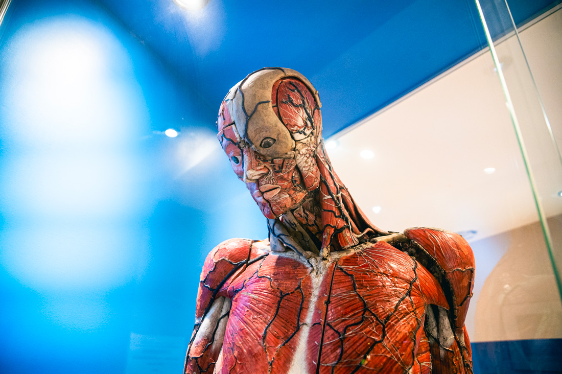 détai musée de l'écorché