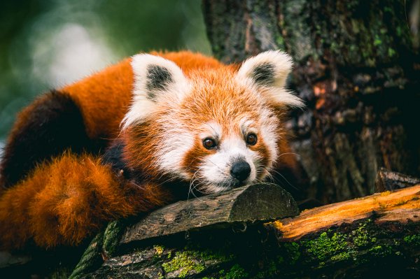 © Aurélien Papa Les jardins animaliers de Biotropica