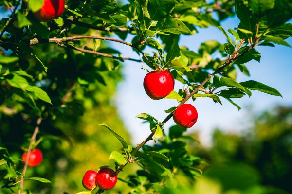 © Aurélien Papa, Département de l'Eure La pomme dans tous ses états