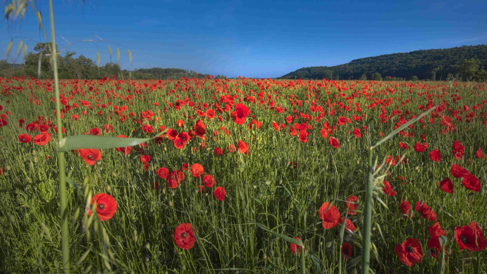 Champ - ADT de l'Eure JF Lange