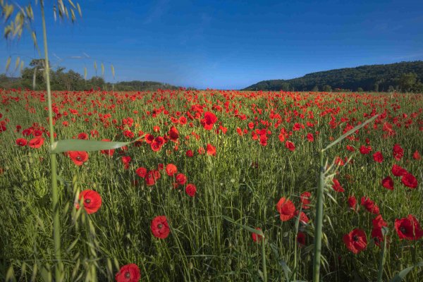 Champ - ADT de l'Eure JF Lange 2 jours en Roumois Seine : entre champs verdoyants et vallée de la Seine, nature et patrimoine à découvrir