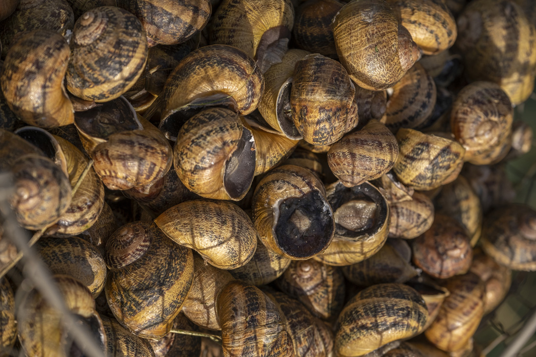 Escargot du Fourneau - ADT de l'Eure - JF. Lange