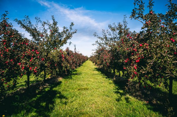 Département de l'Eure - A. Papa 6 cidreries à visiter en Normandie
