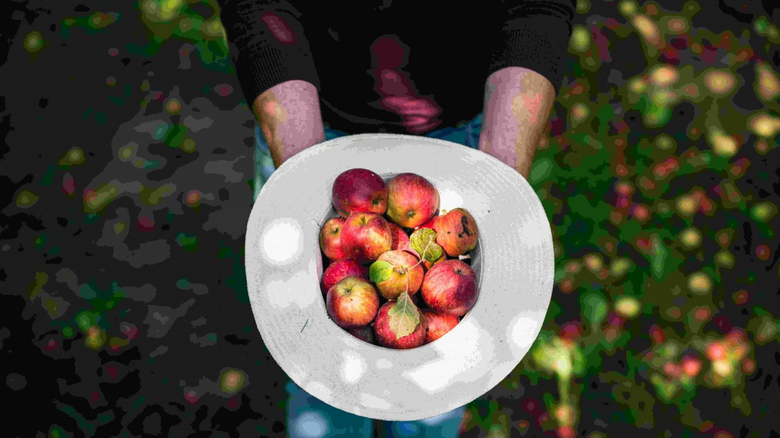 Cueillette de pommes - Département de l'Eure A. Papa