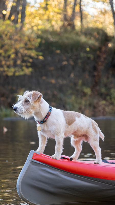 3 idées d’escapades dogfriendly, dans l’Eure en Normandie