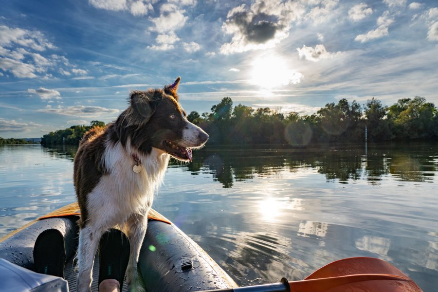 Activités dog-friendly