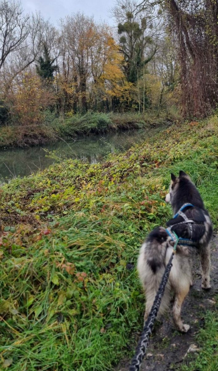 balade-chien-eure-pont-audemer