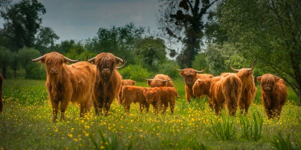 Le Marais Vernier et ses couleurs automnales, l’authenticité de la Normandie