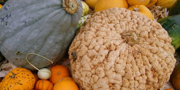 Les jardins et potagers, spots automnaux incontournables dans l’Eure