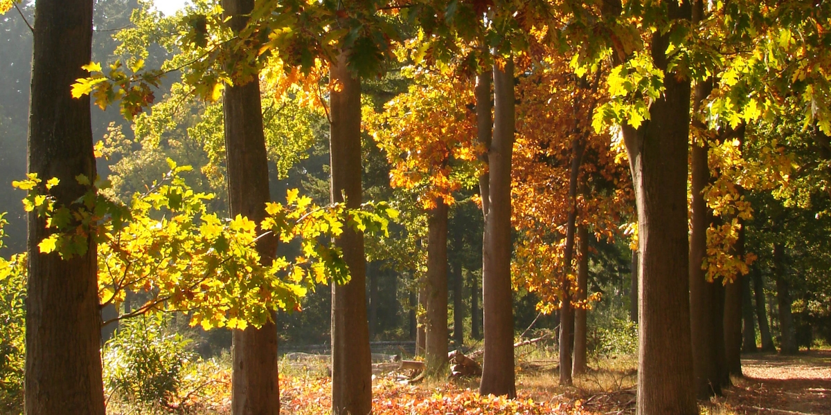 foret-de-lyons-la-foret-balade-eure