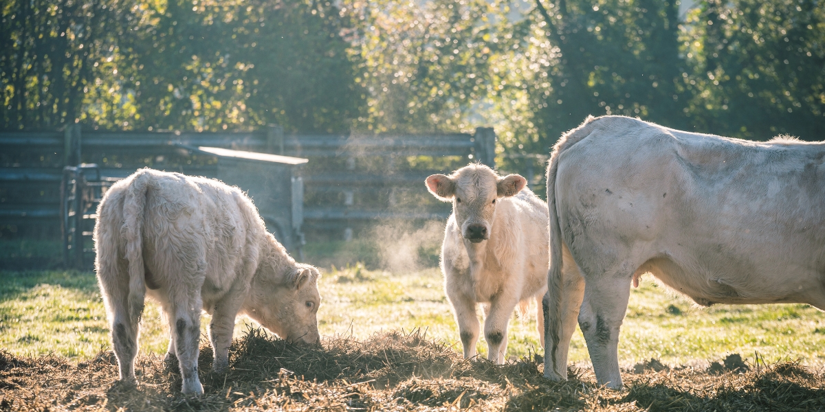 vexin-normand-baldes-eure-normandie