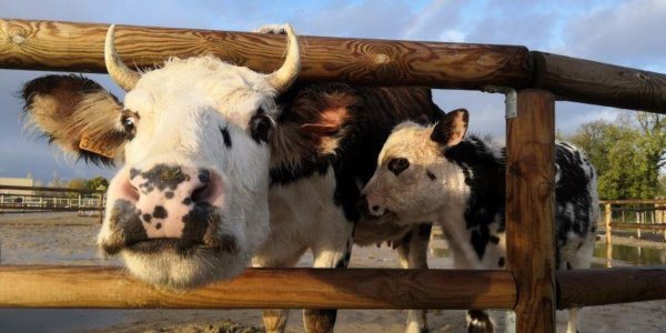 Rencontrez les animaux  pendant les vacances de la Toussaint dans l’Eure
