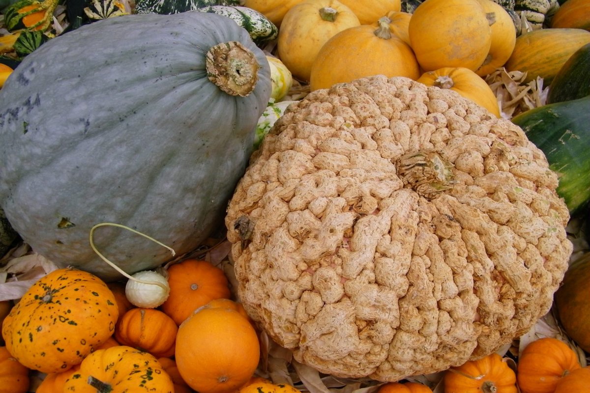 jardins-potager-automne-eure