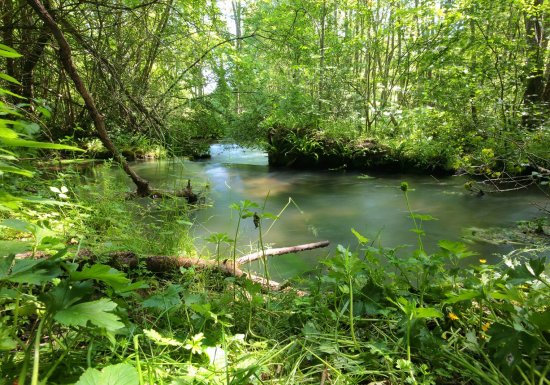Espace Naturel Départemental : La résurgence du Guiel