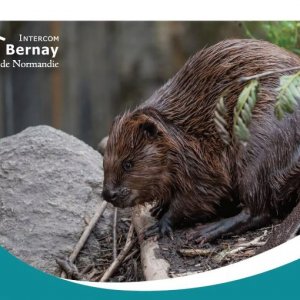 Ciné-débat « Le cas du castor »