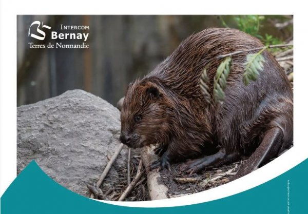 Ciné-débat « Le cas du castor »