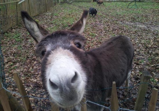 Gîte LE HARAS DE L&rsquo;ORANGERIE