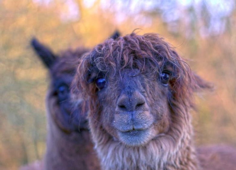 GITE DES MONTS DE CAUX