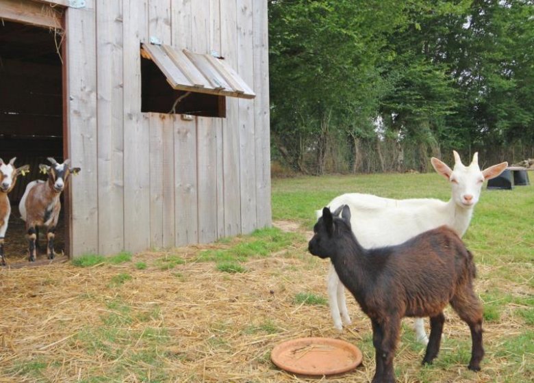 Gîte LA ROULOTTE DU PRESSOIR DE GISAY
