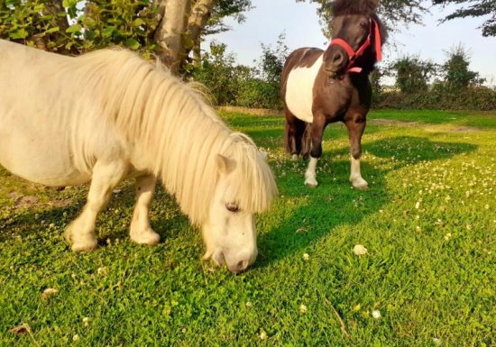 Gîte le Gîte des Etourniaux