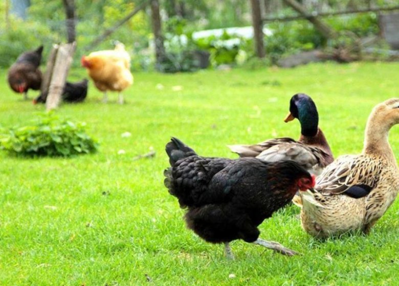 Gîte la Ferme de la côte