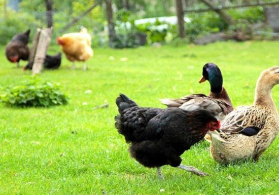 Gîte la Ferme de la côte