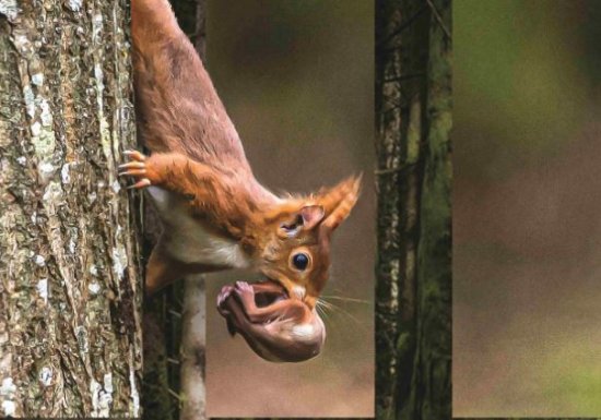 Exposition Nicole Mallet-Lemesnager, photographe animalier