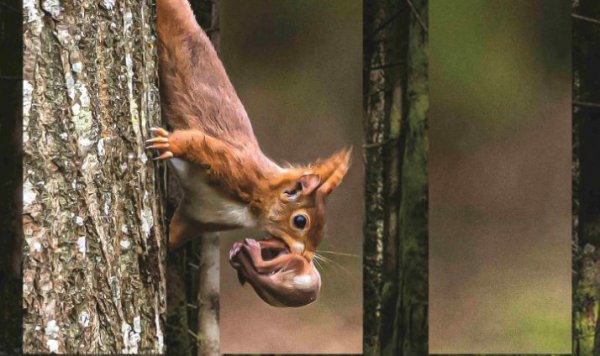 Exposition Nicole Mallet-Lemesnager, photographe animalier