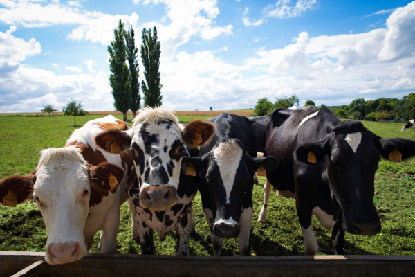 La Ferme des Peupliers