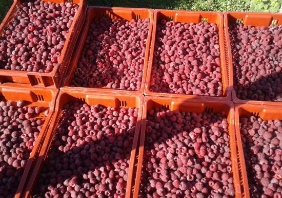 Domaine du Framboisier Le Domaine du Framboisier