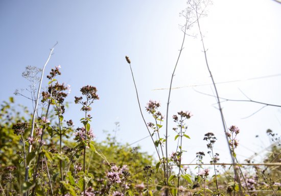 Pinterville : histoire et nature