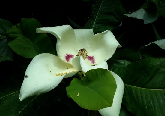 Jardin de la Vallée