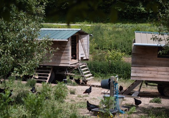 Visite de la ferme des cocottes