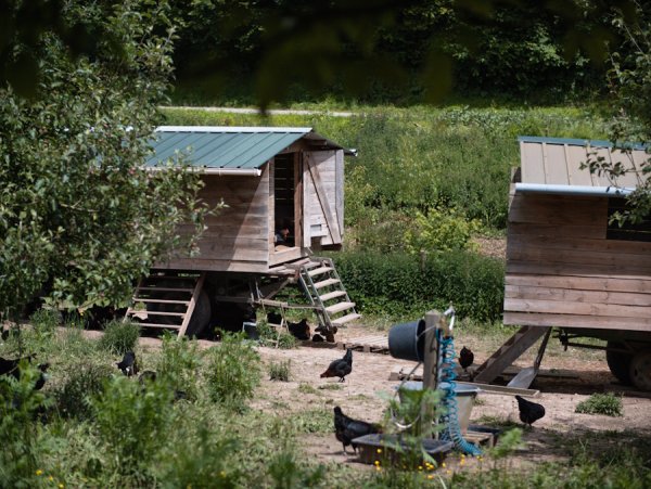 Visite de la ferme des cocottes