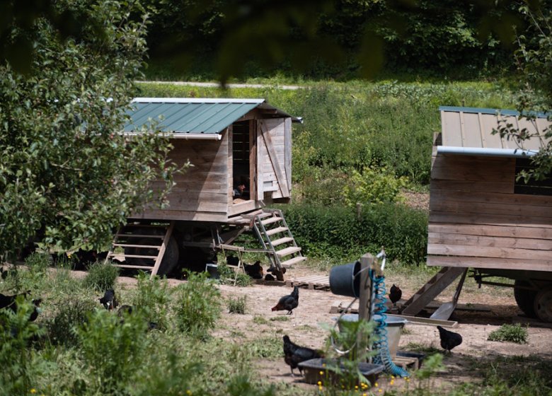 Visite de la ferme des cocottes