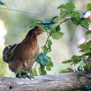 TTW Production_OT Honfleur Visite de la ferme des cocottes