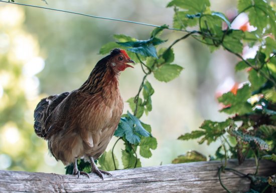 Visite de la ferme des cocottes