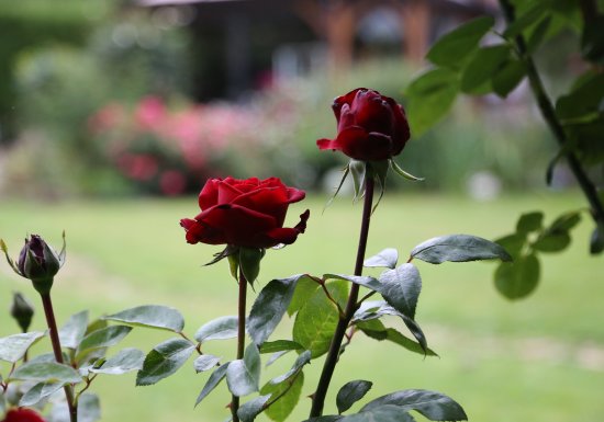 Nigelles entre Risle et Abbayes